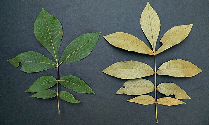 {Carya myristiciformis}